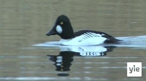 Kosteikoilta ulkoluodoille: 13.01.2022 06.00