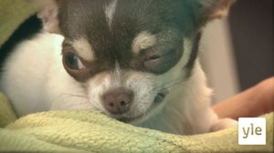 Bobby-chihuahua: 13.01.2022 17.25