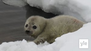 Norpille kolataan lisälunta pesien katoille – eikö lunta ja jäätä ole vielä riittävästi?: 14.01.2022 11.22