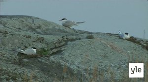 Kosteikoilta ulkoluodoille: 16.01.2022 08.53