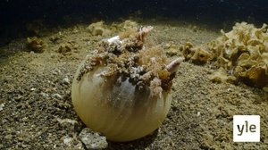 Indonesia: 17.01.2022 06.00