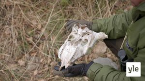 Karhut: 17.01.2022 06.00