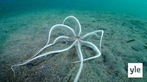 Thaimaa: 17.01.2022 06.00