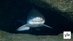 Japani: 17.01.2022 06.00