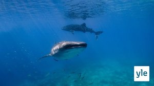 Filippiinit: 17.01.2022 06.00