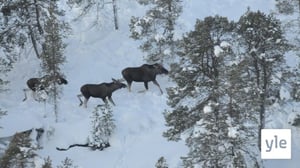 Ealggaid lohket helikopteriin Anáris: 17.01.2022 17.56