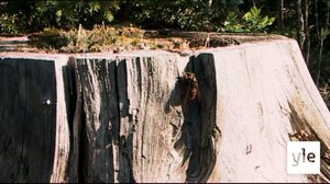 Pörrääjät: 18.01.2022 06.05