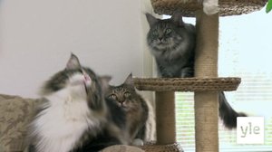 Suuret kissat, Jesse ja Misse: 18.01.2022 07.00