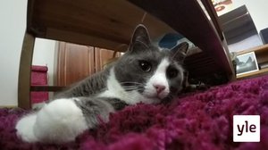 Paavo ja Ismo, Tuhina ja Lempi: 18.01.2022 07.00