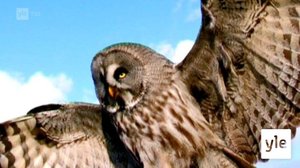 Pöllö: 19.01.2022 06.40