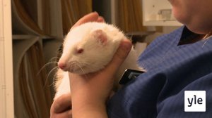 Fretit Luka ja Sir Anton: 21.01.2022 18.29