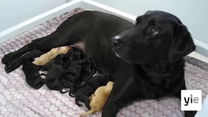 PENTULIVE - Akan ja pentujen kahdeksan viikkoa: 21.01.2022 22.08