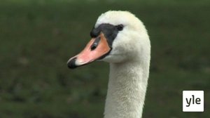 Kosteikoilta ulkoluodoille: 22.01.2022 08.53