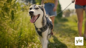 Ymmärrä koiraasi – katso jakso yhdessä asiantuntijoiden kanssa: 25.01.2022 21.29