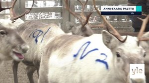 Yle Oddasat 27.1.2022: 27.01.2022 16.45