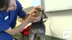 Koirat Bono ja Frida: 27.01.2022 17.25