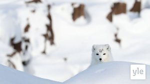 Naalit kamppailevat elintilasta kettujen kanssa Lapin tuntureilla: 28.01.2022 10.14