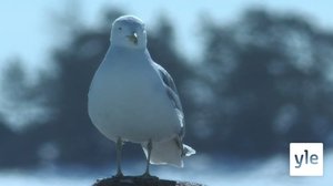 Kosteikoilta ulkoluodoille: 29.01.2022 08.54