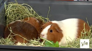 Malin visar teckningar med hjälp av marsvinen Mamma och Tina: 08.02.2022 18.30