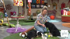 Hundvalparna Donna och Inkeri i BUU-klubben: 10.02.2022 18.30