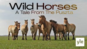 Avara luonto: Pustan villit hevoset: 14.02.2022 06.00