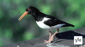 Kosteikoilta ulkoluodoille: