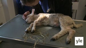 Loukkaantunut karitsa: 24.02.2022 17.25