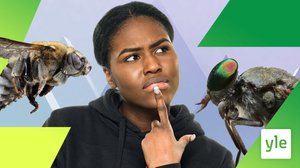 Varför dör bin men inte bromsar när de sticks? (S): 02.03.2022 00.01