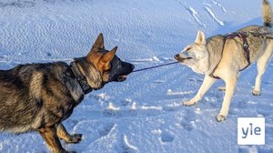 Vapaana juoksevat koirat herättävät pelkoa ja ihastusta kaupungissa: 02.03.2022 11.00