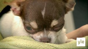 Hector-koira: 03.03.2022 17.25