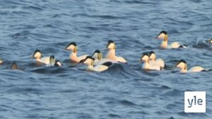 Kosteikoilta ulkoluodoille: 03.03.2022 19.52