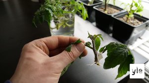 Maailman kriisit innostavat yhä useamman viljelemään hyötykasveja kotona: 04.03.2022 10.20