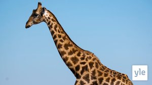 Ankara luonto: 07.03.2022 06.00