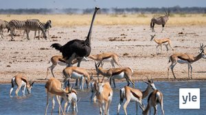 Etoshan kansallispuisto: 07.03.2022 06.00