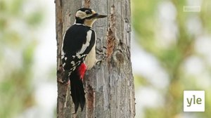 Juhat luonnossa: Tikat - metsien rummuttavat rakennuspäälliköt: 07.03.2022 17.50