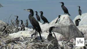 Kosteikoilta ulkoluodoille: 10.03.2022 19.53