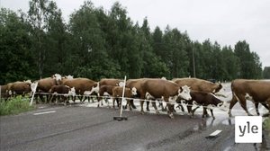 Rakas lehmänpaska: 14.03.2022 06.00