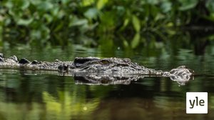 Borneo: 14.03.2022 06.00