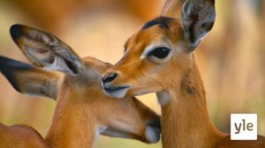 Luangwa: 14.03.2022 06.00