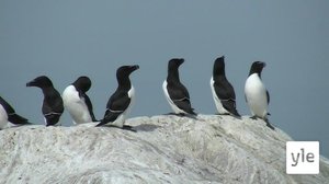 Kosteikoilta ulkoluodoille: 17.03.2022 19.53