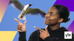 Flyger fåglar snabbare när de pruttar? (S): 23.03.2022 00.01