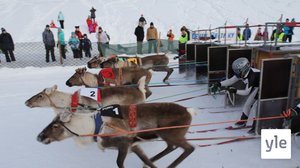 Gonagasgilvvuide ráhkkaneapmi jođus olles fártta | Näin valmistaudutaan porokuninkuusajoihin Inarissa: 25.03.2022 15.36