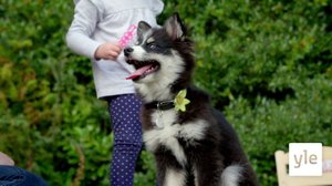 Bedlingtoninterrieri Linus: 28.03.2022 00.01