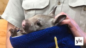 Vompatti-Waru: 28.03.2022 06.00