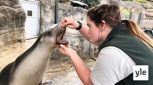 Merileijona Nala: 28.03.2022 06.00