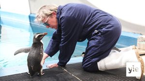 Krokotiili Rin Tin Tin: 28.03.2022 06.00