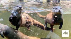 Kirahvien muutto: 28.03.2022 06.00