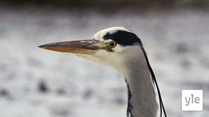 Tammikuun virroilla: 28.03.2022 19.47