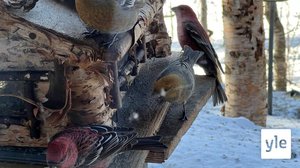 Stálobeibboš geasuha áššehasaid Agle Kallasa fitnodahkii juohke jagi (S): 29.03.2022 11.36