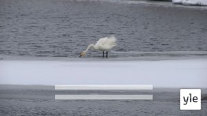 Njuvččat máhccan Sápmái: 30.03.2022 05.00